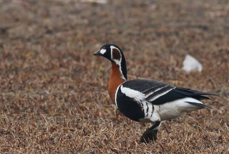 Red-breasted Goose