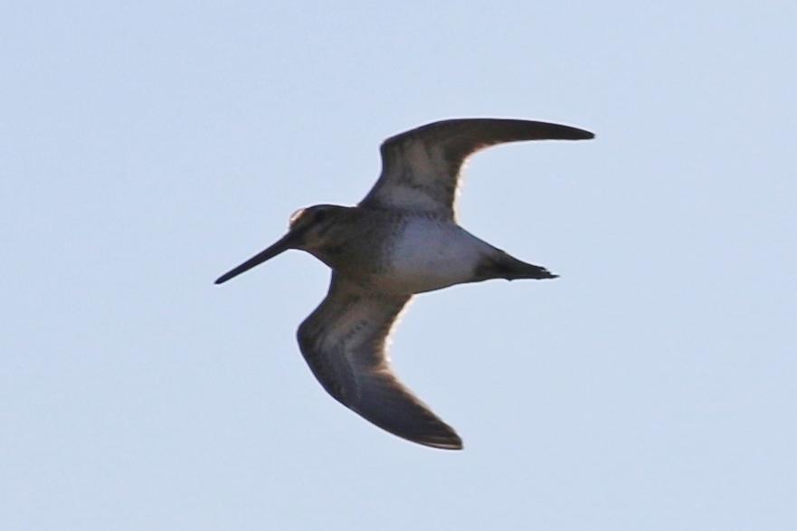 Jack Snipe