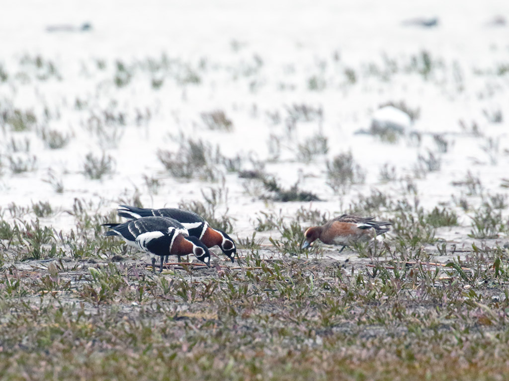 Red-breasted Goose