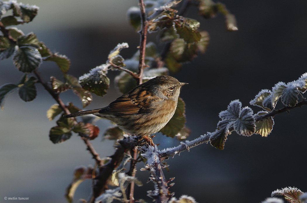 Dunnock