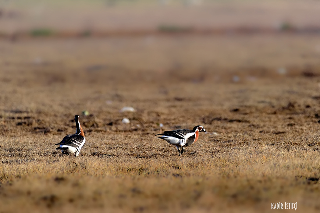 Red-breasted Goose