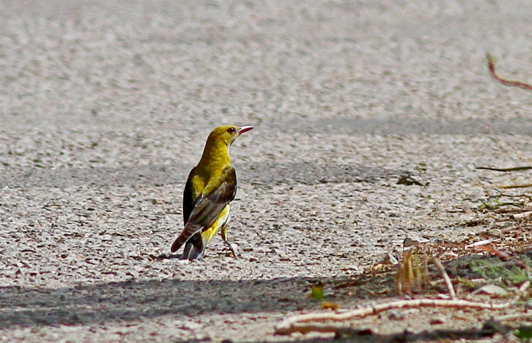 Eurasian Golden Oriole