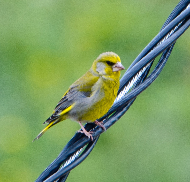 European Greenfinch