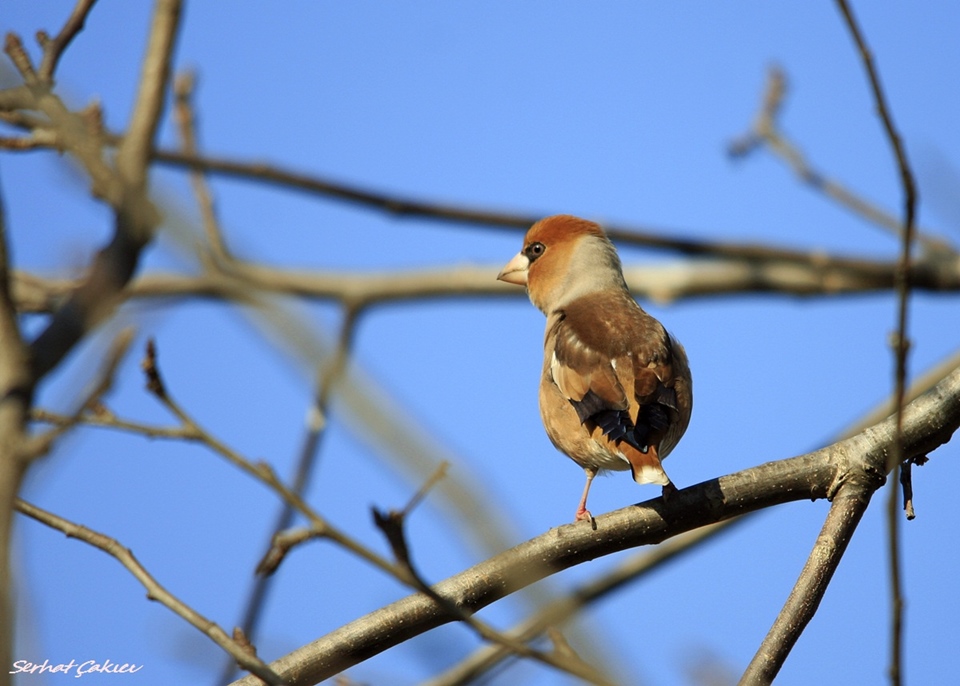 Hawfinch