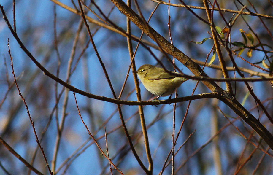 Common Chiffchaff