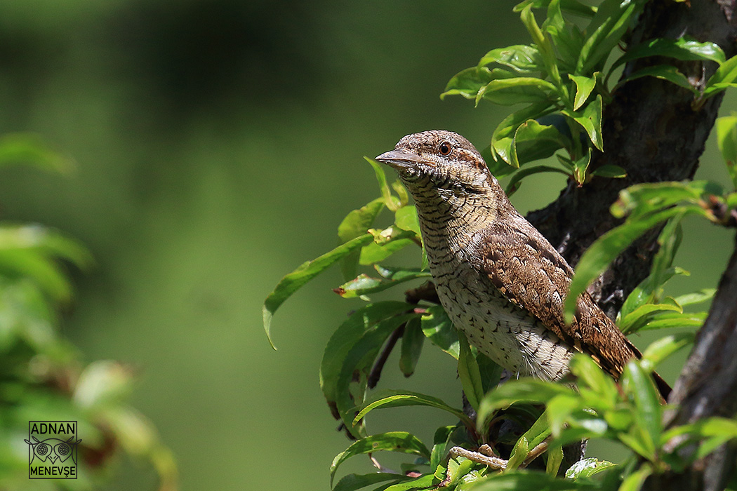 Eurasian Wryneck