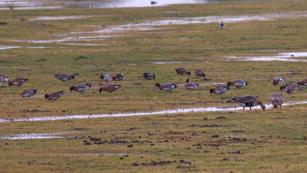 Eurasian Wigeon