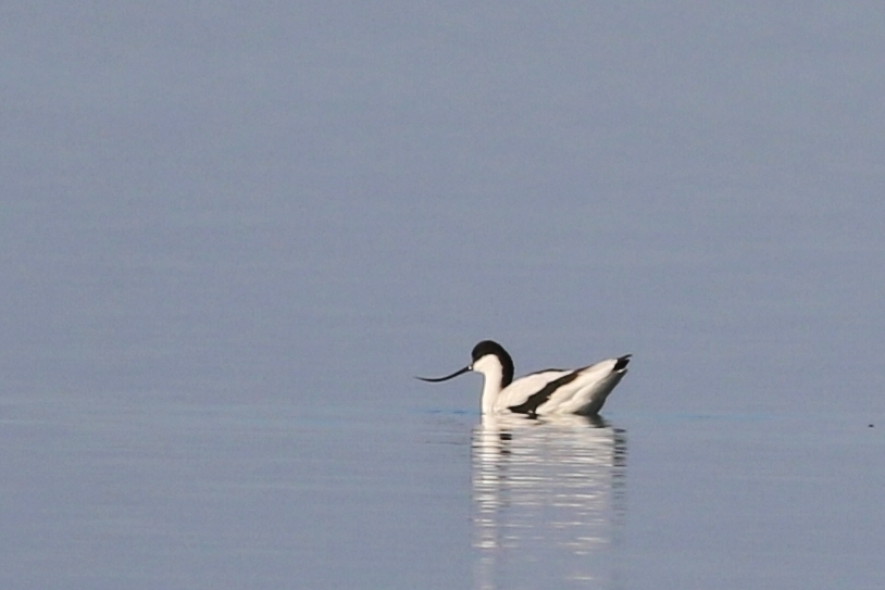Pied Avocet