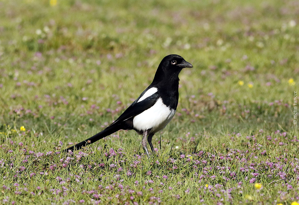Eurasian Magpie