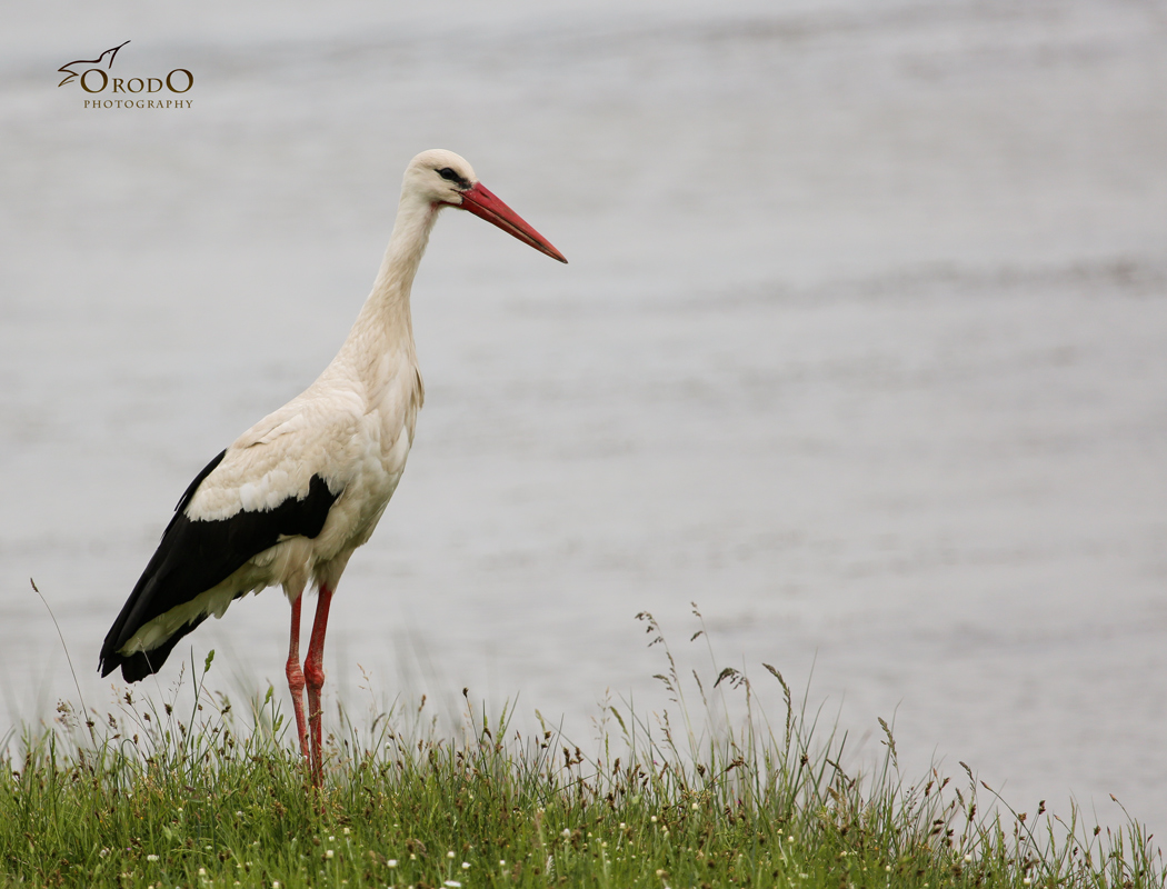 White Stork