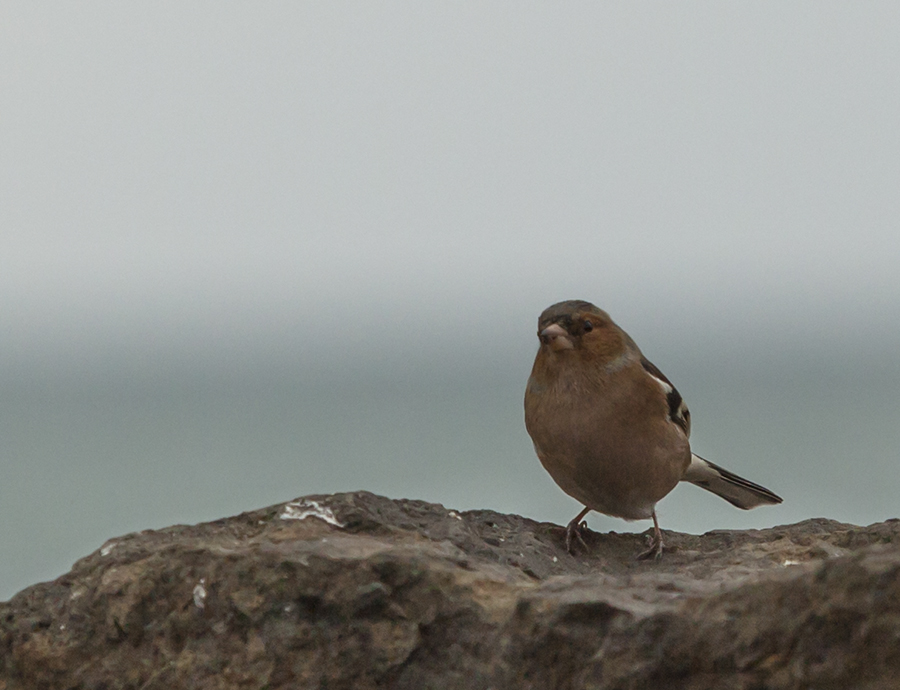 Common Chaffinch