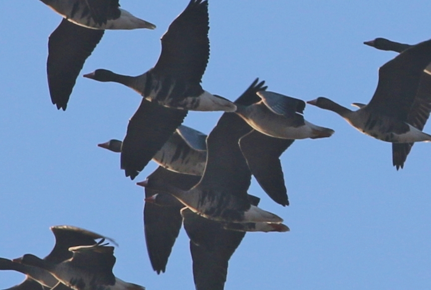 Greater White-fronted Goose