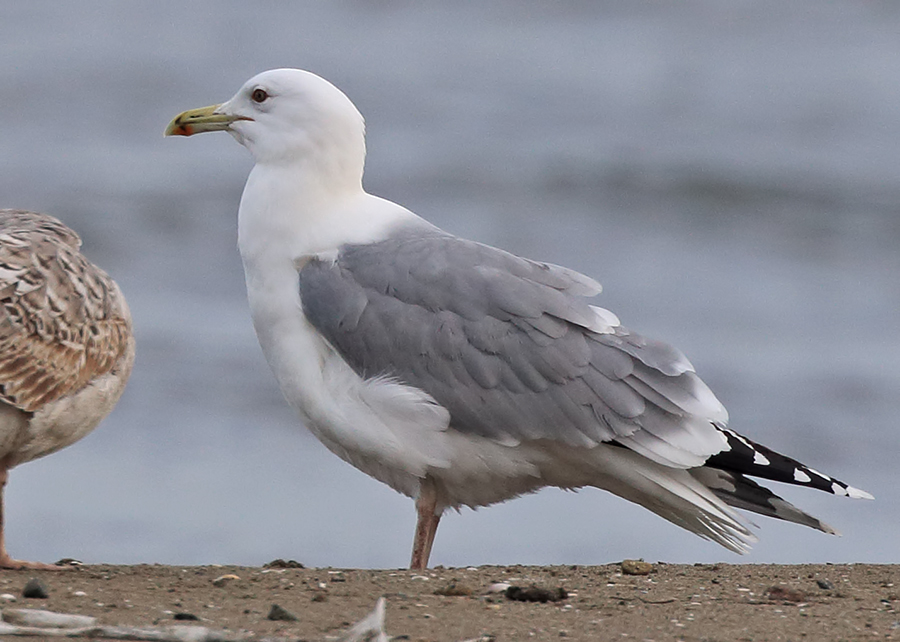 Caspian Gull