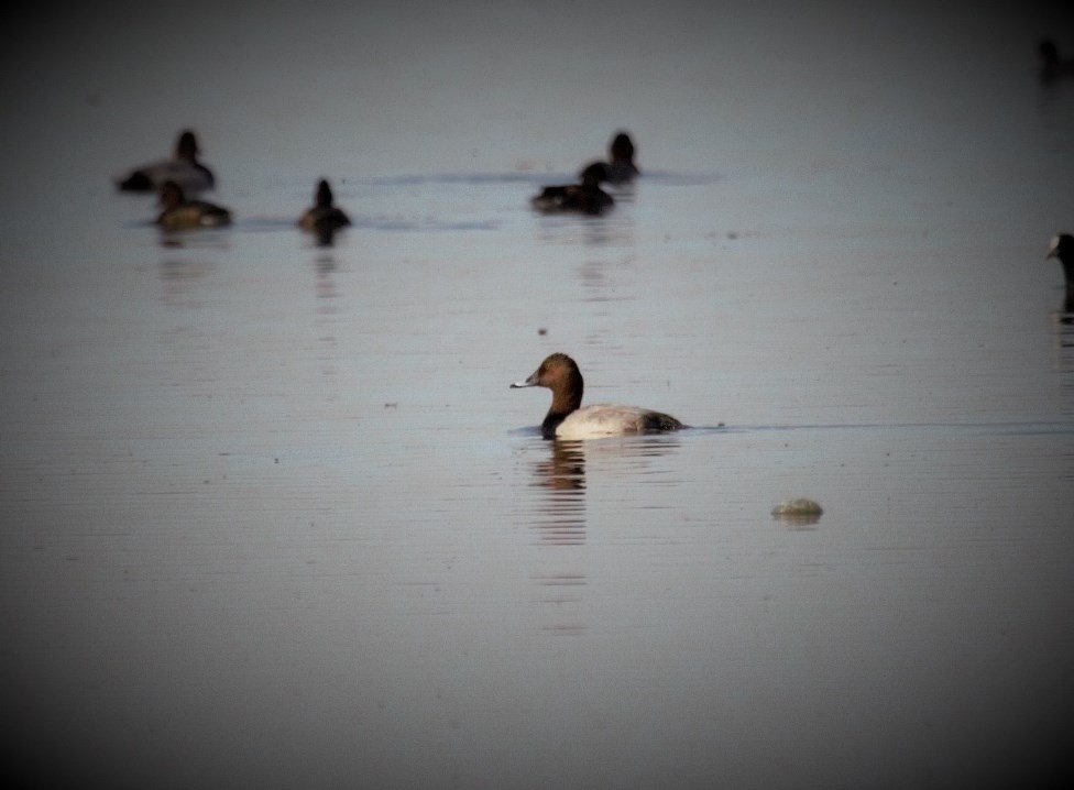 Common Pochard