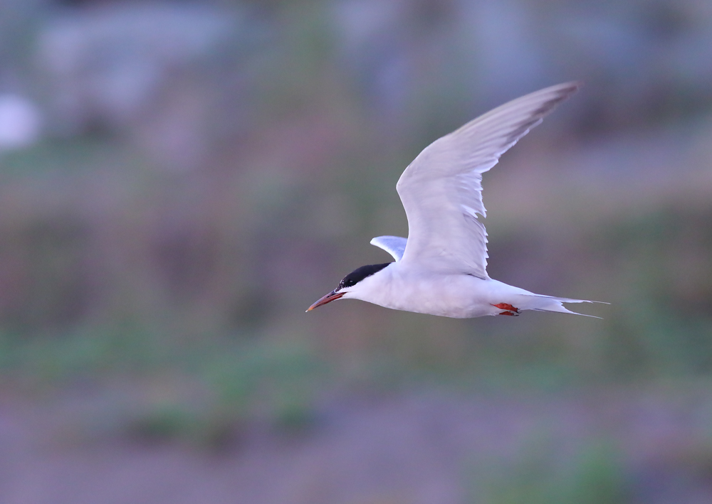 Common Tern