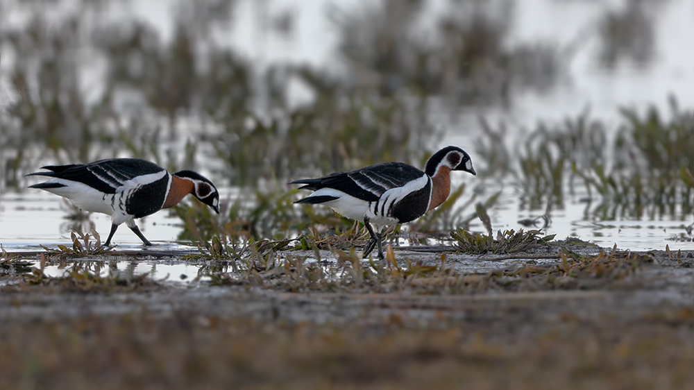 Red-breasted Goose
