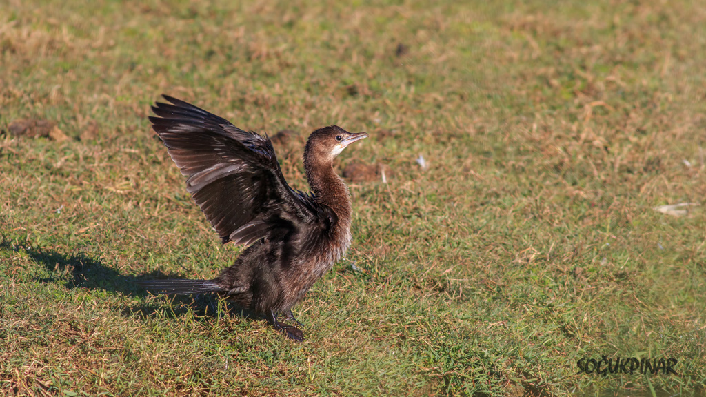 Pygmy Cormorant