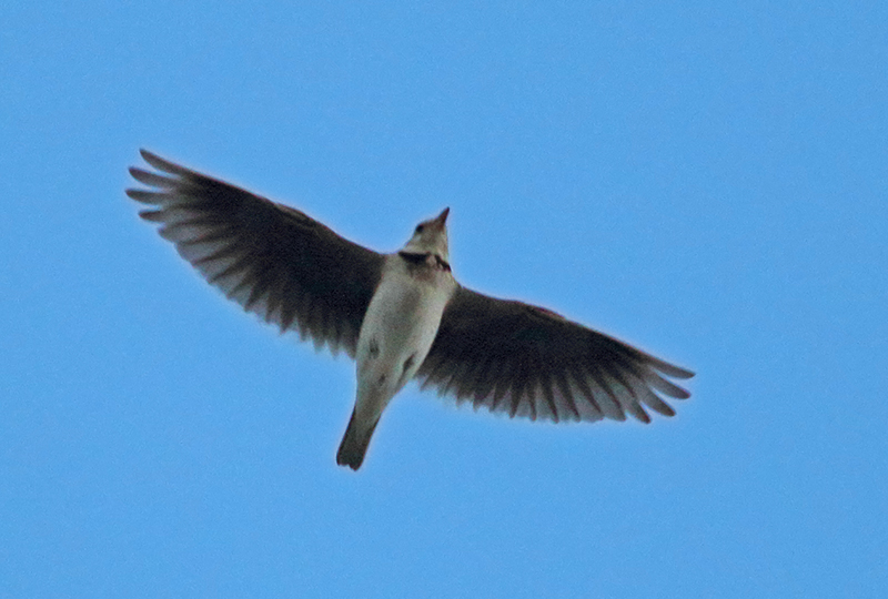 Calandra Lark