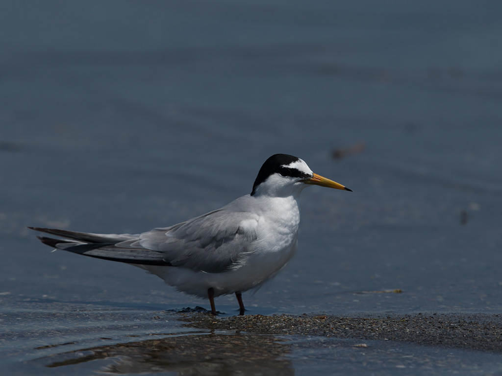 Little Tern