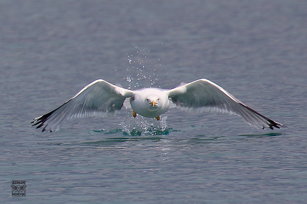 Yellow-legged Gull