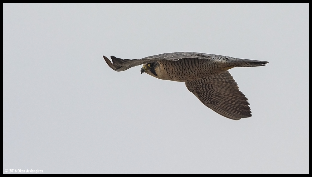 Peregrine Falcon