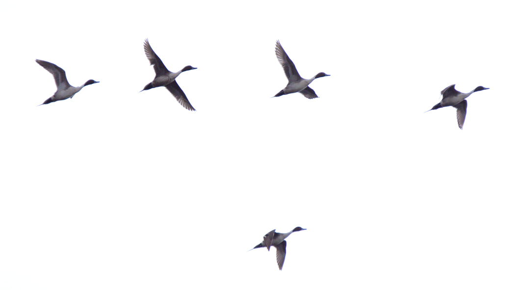 Northern Pintail