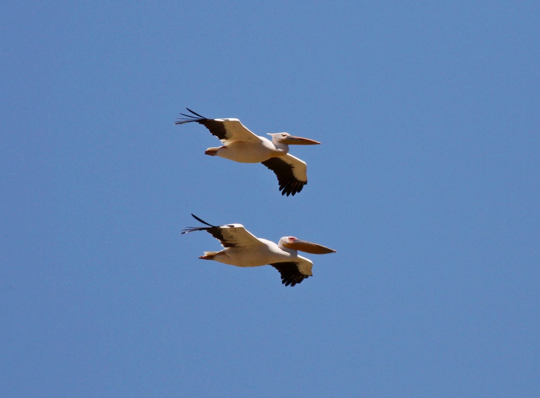 Great White Pelican