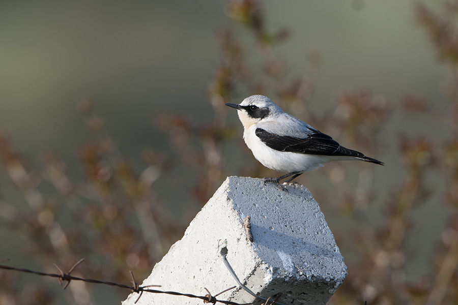 Northern Wheatear