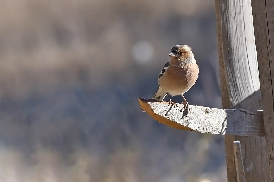 Eurasian Chaffinch