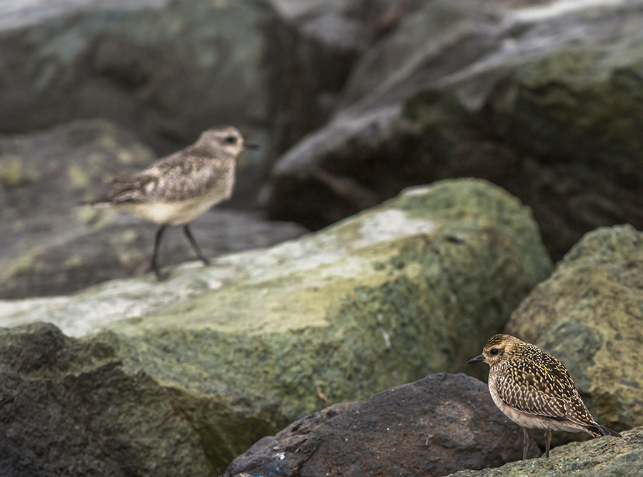 European Golden Plover