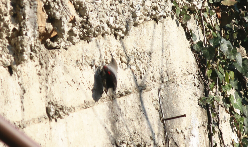 Wallcreeper