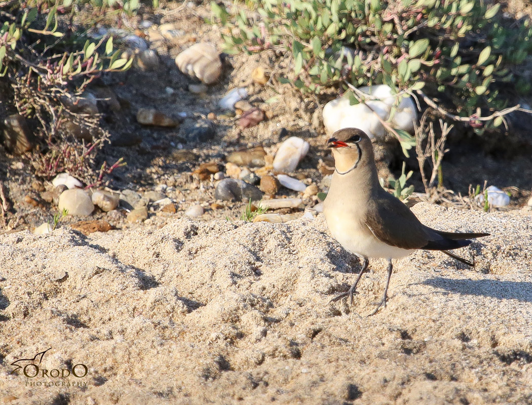 Collared Pratincole
