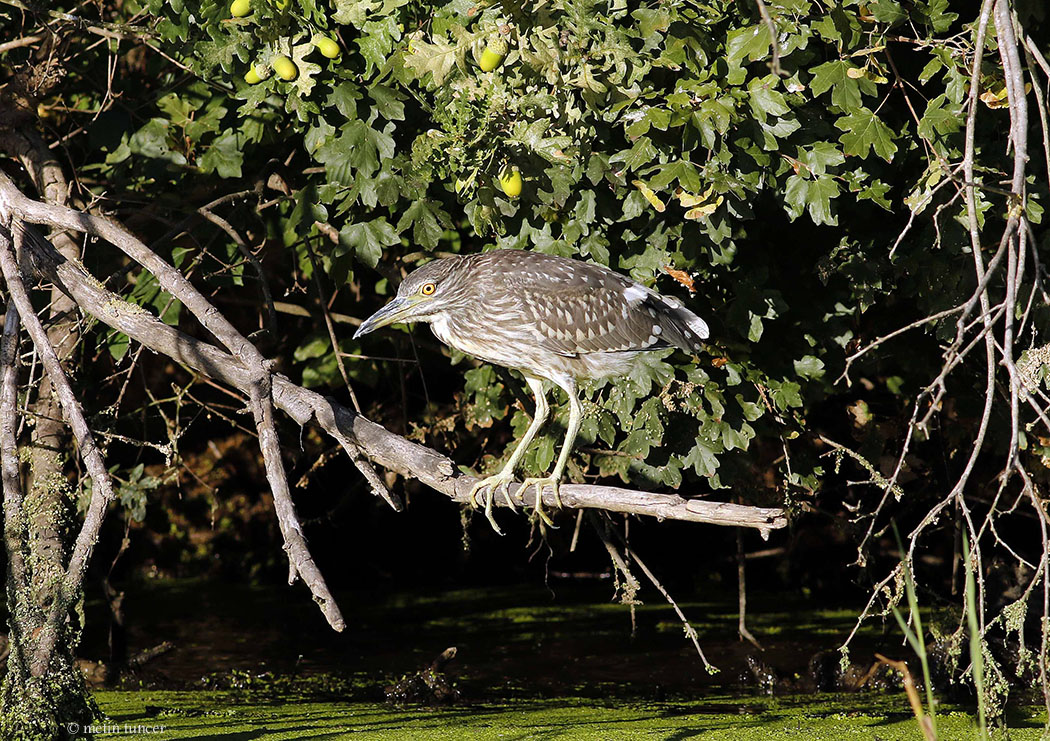 Black-crowned Night Heron