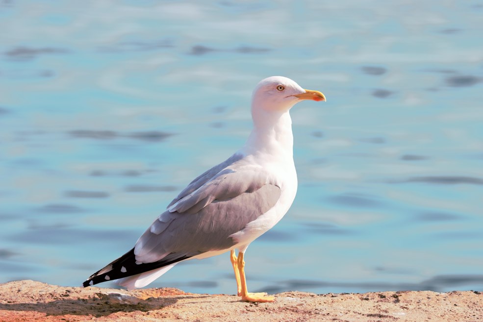 Yellow-legged Gull