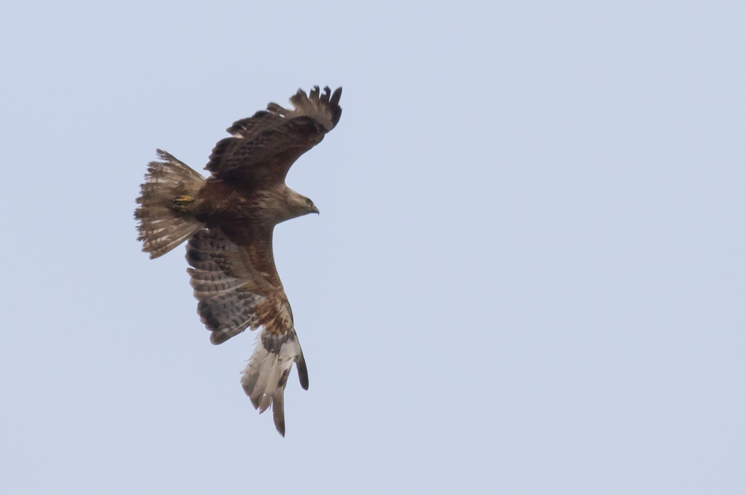 Long-legged Buzzard
