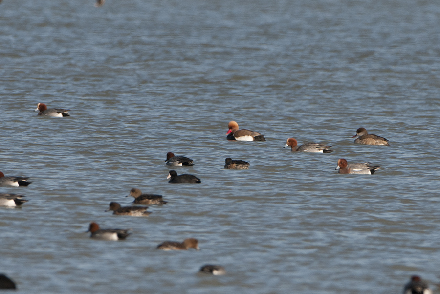 Red-crested Pochard