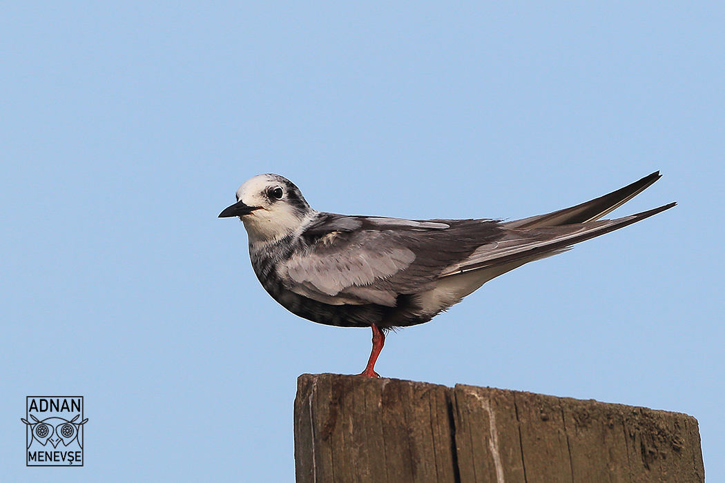 White-winged Tern