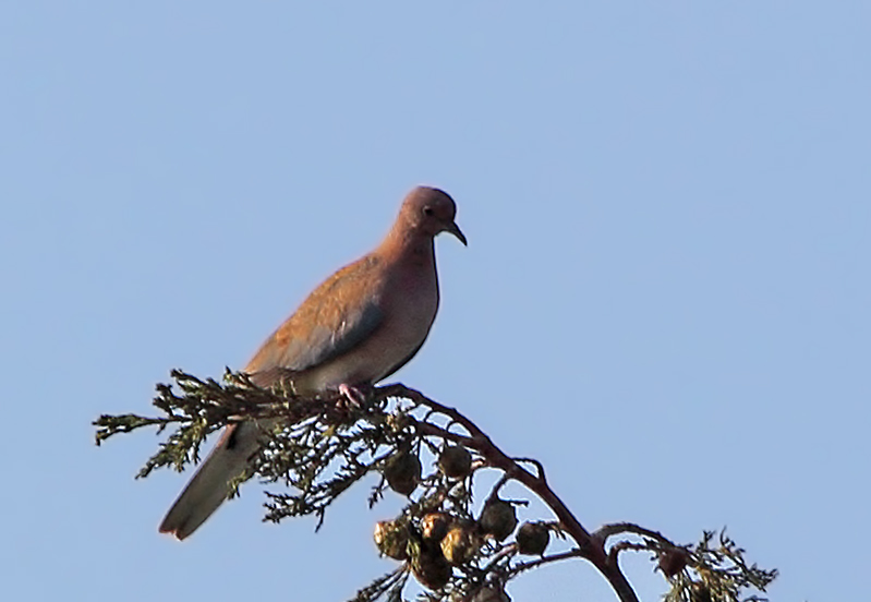Laughing Dove