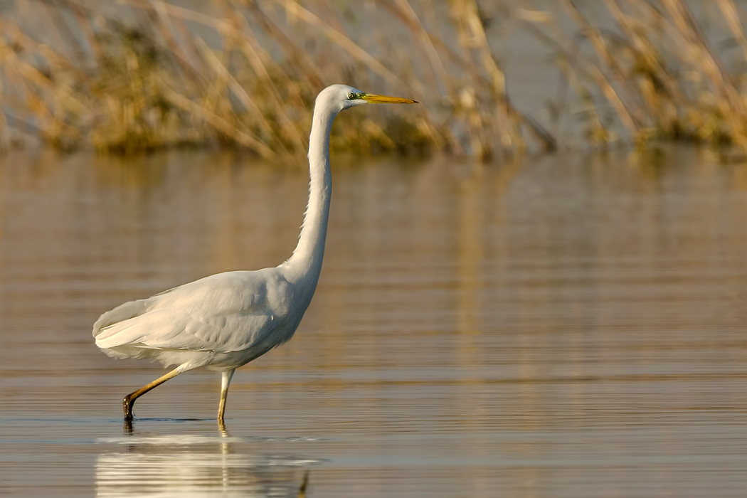 Great Egret