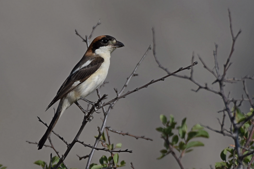 Woodchat Shrike