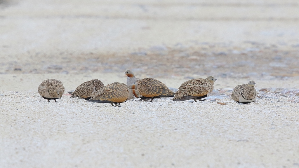Black-bellied Sandgrouse
