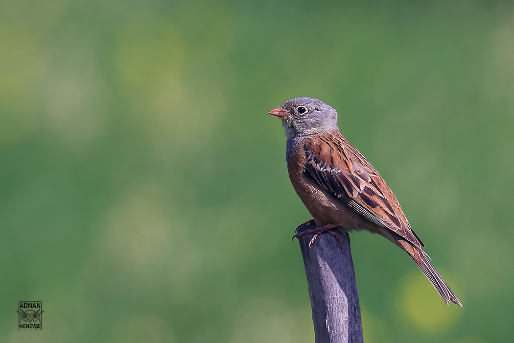 Ortolan Bunting