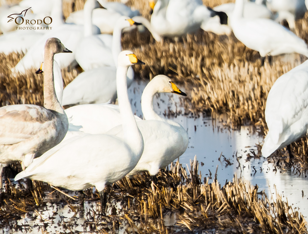 Whooper Swan