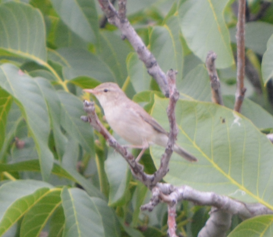Upcher`s Warbler