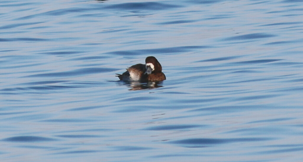 Greater Scaup