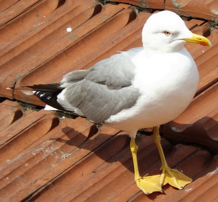 Yellow-legged Gull