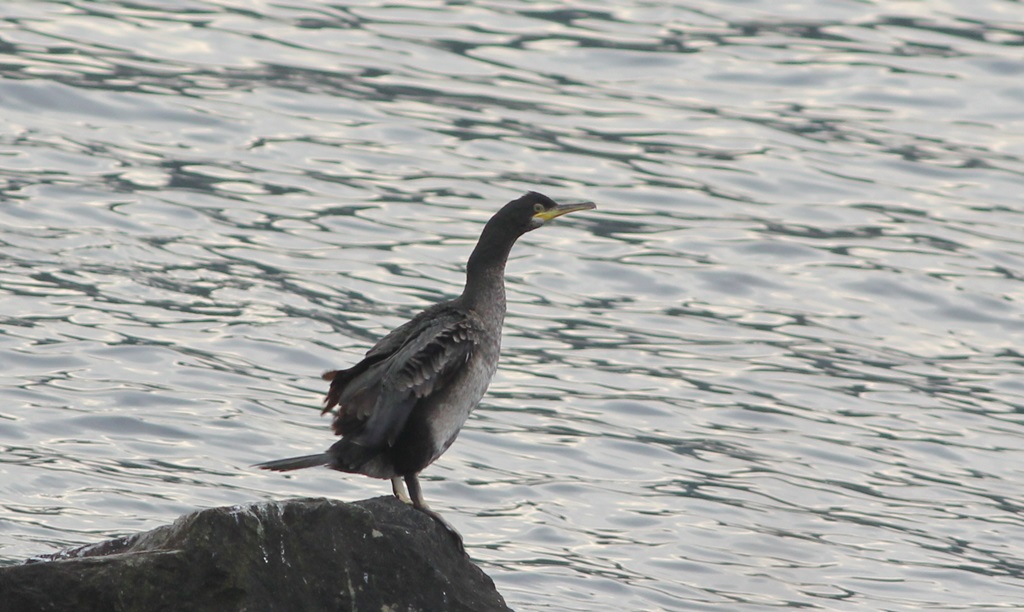 European Shag
