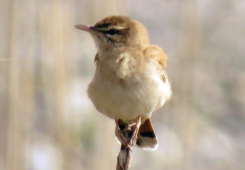 Rufous-tailed Scrub Robin