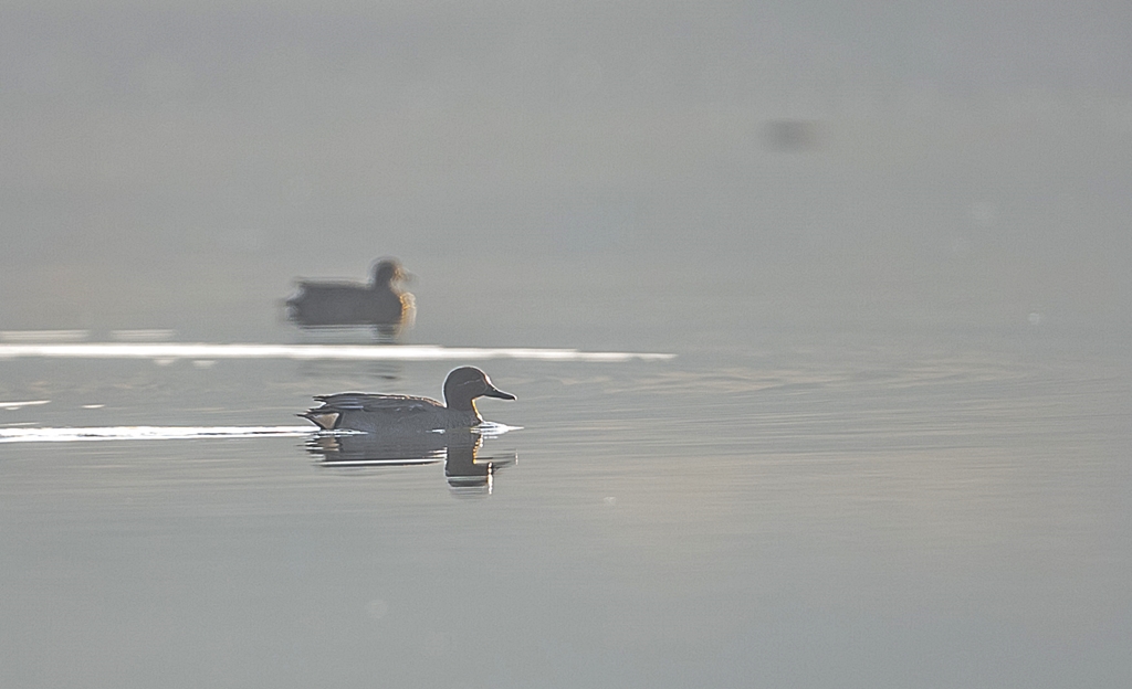 Eurasian Teal