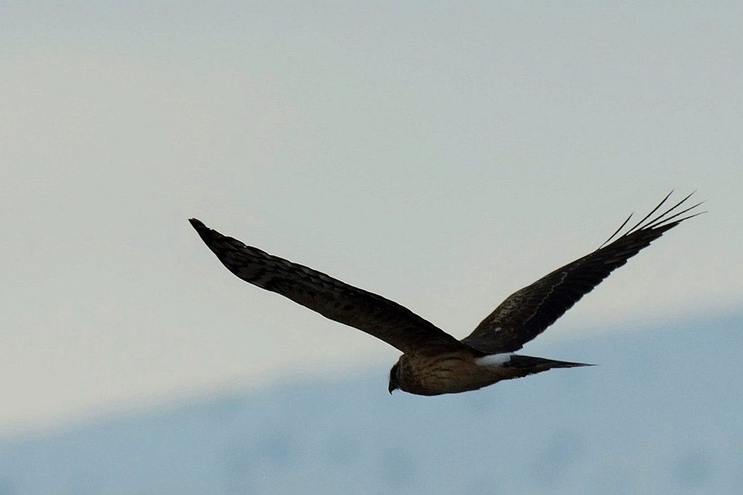Hen Harrier